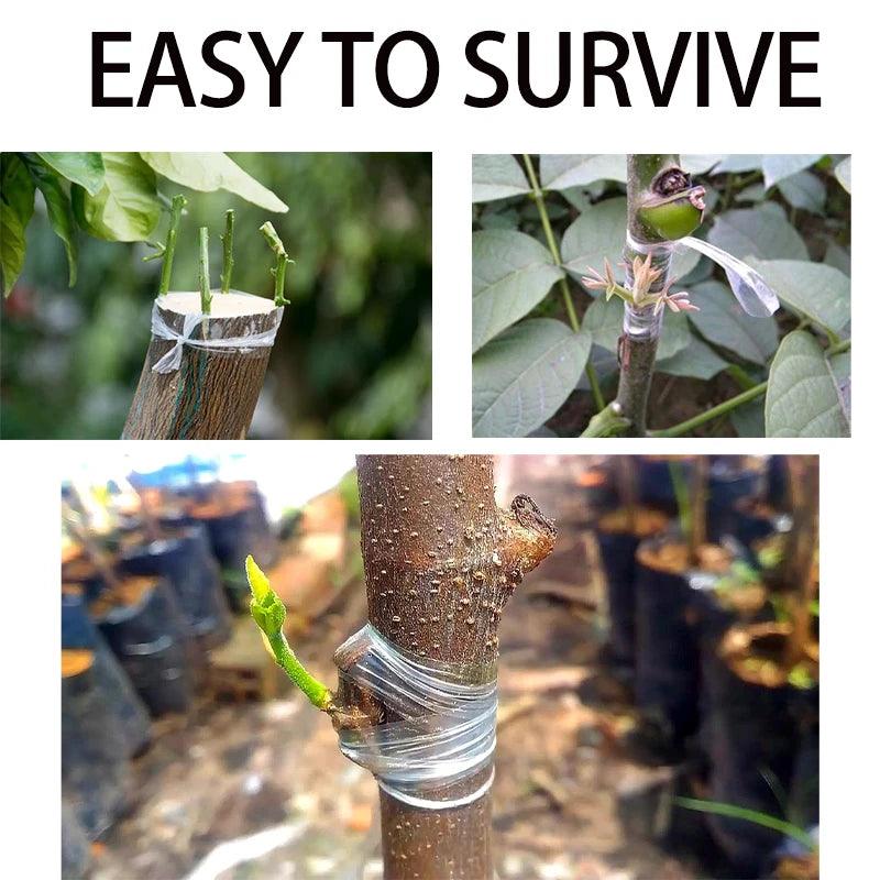 Grafting Tape - Improve Center