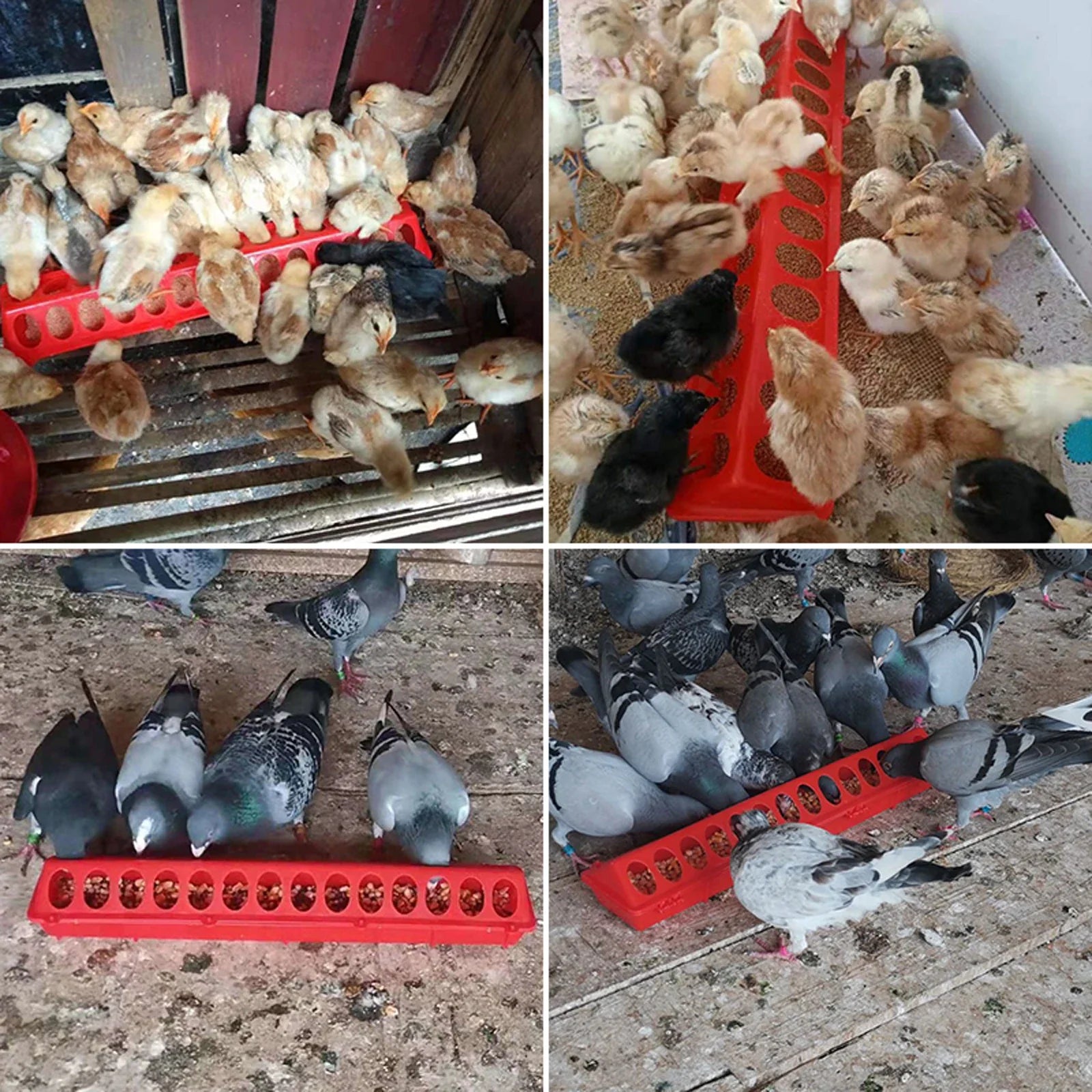20/30/40/50Cm Chicken Feeder - Improve Center